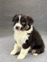 Snoop-Male, a male Australian Shepherd for sale in Maryville, IL – 3 of 6