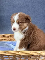 Virgie-Female, a female Australian Shepherd for sale in Maryville, IL – 6 of 6
