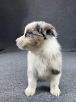 Oscar-Male, a male Australian Shepherd for sale in Maryville, IL – 4 of 5