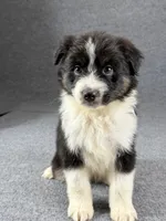 Snoop-Male, a male Australian Shepherd for sale in Maryville, IL – 2 of 6