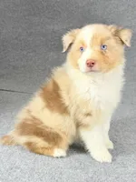 Eddie-Male, a male Australian Shepherd for sale in Maryville, IL – 4 of 7