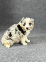 Enzo-Male, a male Australian Shepherd for sale in Maryville, IL – 8 of 8