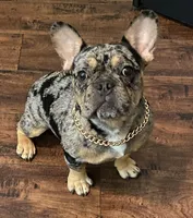 Kanan, a male French Bulldog for sale in Missouri City, TX – Photo 4 of 8