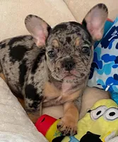 Kanan, a male French Bulldog for sale in Missouri City, TX – Photo 3 of 8