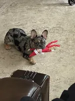 Kanan, a male French Bulldog for sale in Missouri City, TX – Photo 5 of 8