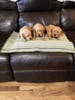 Blue, a male Golden Retriever for sale in Woodbury, TN – 5 of 5
