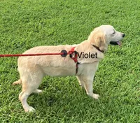 Violet, a female Golden Retriever for sale in Woodbury, TN – 2 of 5