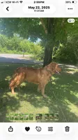 Blue, a female Golden Retriever for sale in Woodbury, TN – 5 of 6
