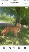 Violet, a female Golden Retriever for sale in Woodbury, TN – 5 of 5