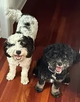 Bandit, a male Miniature Bernedoodle for sale in Woodbury, TN – 3 of 3