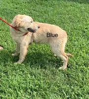 Blue, a female Golden Retriever for sale in Woodbury, TN – 3 of 6