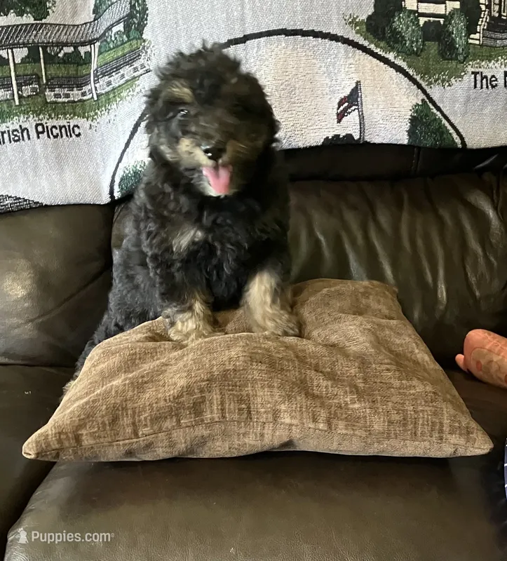 Chocolate Chip – Miniature Bernedoodle puppy for sale in Woodbury, TN