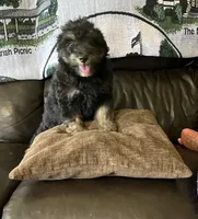 Chocolate Chip, a male Miniature Bernedoodle for sale in Woodbury, TN – 1 of 4