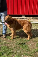 Blue, a male Golden Retriever for sale in Woodbury, TN – 3 of 5