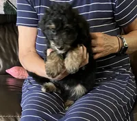 Chocolate Chip, a male Miniature Bernedoodle for sale in Woodbury, TN – 2 of 4