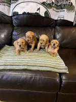 Pink, a female Golden Retriever for sale in Woodbury, TN – 3 of 4