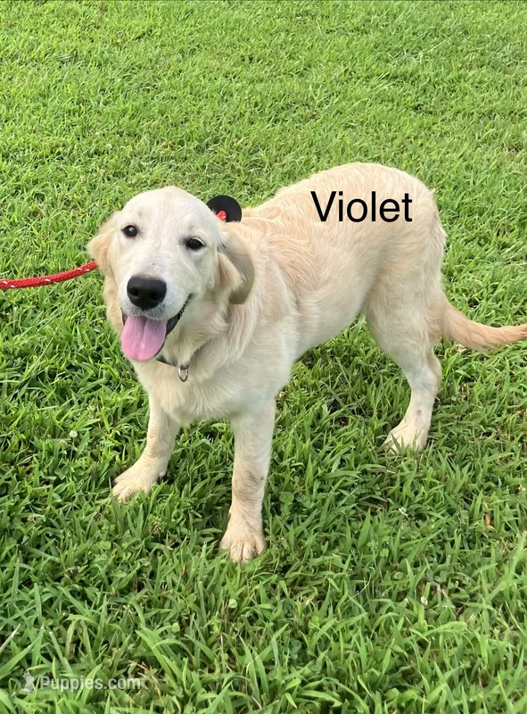 Violet – Golden Retriever puppy for sale in Woodbury, TN