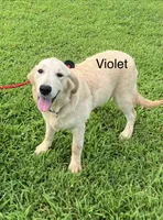 Violet, a female Golden Retriever for sale in Woodbury, TN – 1 of 5