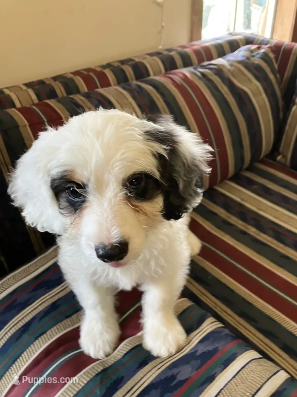 Bandit – Miniature Bernedoodle puppy for sale in Woodbury, TN