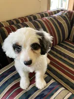 Bandit, a male Miniature Bernedoodle for sale in Woodbury, TN – 1 of 3