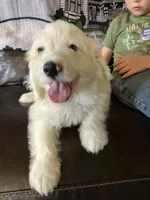 Casper, a male Miniature Bernedoodle for sale in Woodbury, TN – 3 of 4