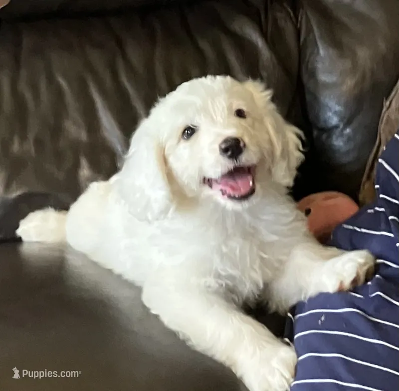 Casper – Miniature Bernedoodle puppy for sale in Woodbury, TN
