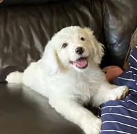 Casper, a male Miniature Bernedoodle for sale in Woodbury, TN – 1 of 4