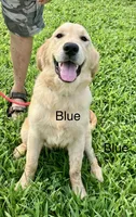Blue, a female Golden Retriever for sale in Woodbury, TN – 1 of 6
