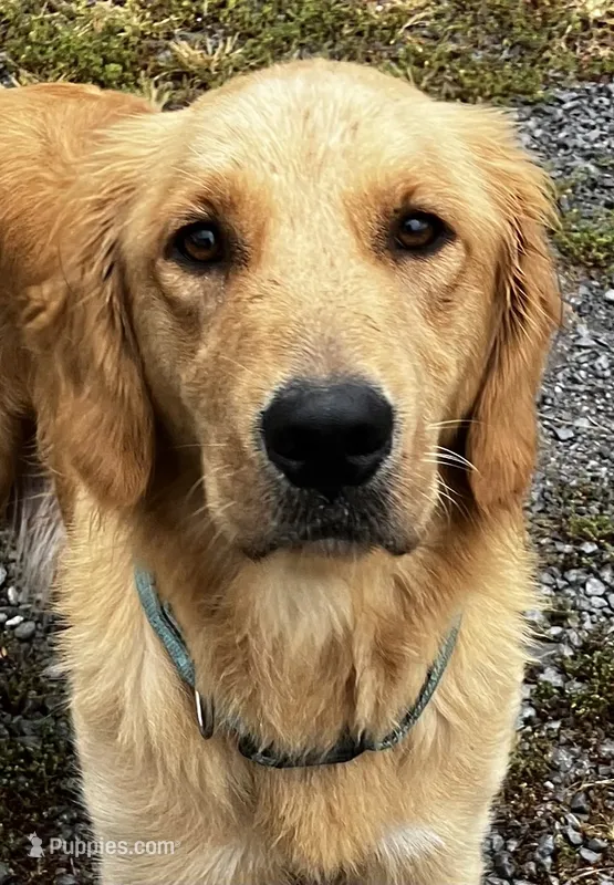 Pink – Golden Retriever puppy for sale in Woodbury, TN