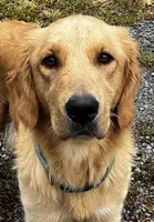 Pink, a female Golden Retriever for sale in Woodbury, TN – 1 of 4