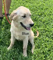 Blue, a female Golden Retriever for sale in Woodbury, TN – 2 of 6