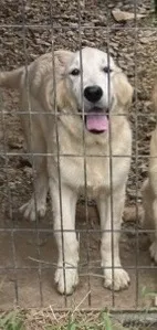 Violet – Golden Retriever puppy for sale in Woodbury, TN
