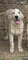 Violet, a female Golden Retriever for sale in Woodbury, TN – 1 of 2
