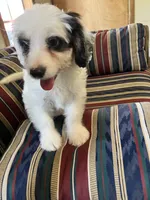 Bandit, a male Miniature Bernedoodle for sale in Woodbury, TN – 2 of 3