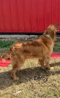 Pink, a female Golden Retriever for sale in Woodbury, TN – 4 of 4