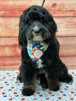 Chocolate Chip, a male Miniature Bernedoodle for sale in Woodbury, TN – 4 of 4