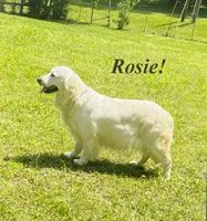 Blue, a female Golden Retriever for sale in Woodbury, TN – 2 of 2