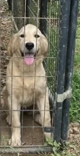 Blue – Golden Retriever puppy for sale in Woodbury, TN
