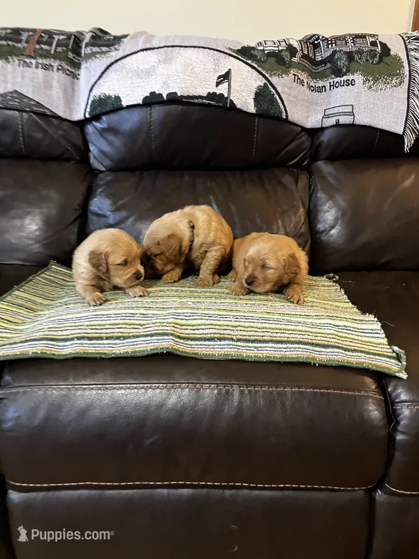 Blue – Golden Retriever puppy for sale in Woodbury, TN