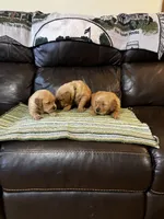 Blue, a male Golden Retriever for sale in Woodbury, TN – 1 of 5