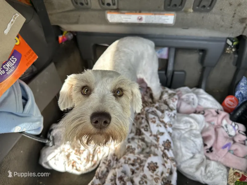 Ivy – Miniature Schnauzer puppy for sale in Macclesfield, NC