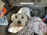 Ivy, a female Miniature Schnauzer for sale in Macclesfield, NC – Photo 1 of 2