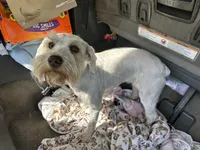 Ivy, a female Miniature Schnauzer for sale in Macclesfield, NC – Photo 2 of 2