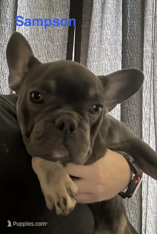 Sampson ( Fluffy Carrier) – French Bulldog puppy for sale in Macclesfield, NC