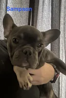 Sampson ( Fluffy Carrier), a male French Bulldog for sale in Macclesfield, NC – 1 of 3