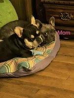 Bonnie (fluffy carrier), a female French Bulldog for sale in Macclesfield, NC – 3 of 3