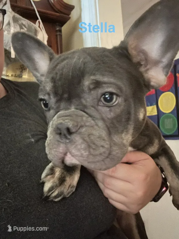 Stella (Fluffy carrier) – French Bulldog puppy for sale in Macclesfield, NC