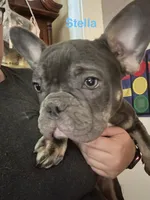 Stella (Fluffy carrier), a female French Bulldog for sale in Macclesfield, NC – 1 of 3