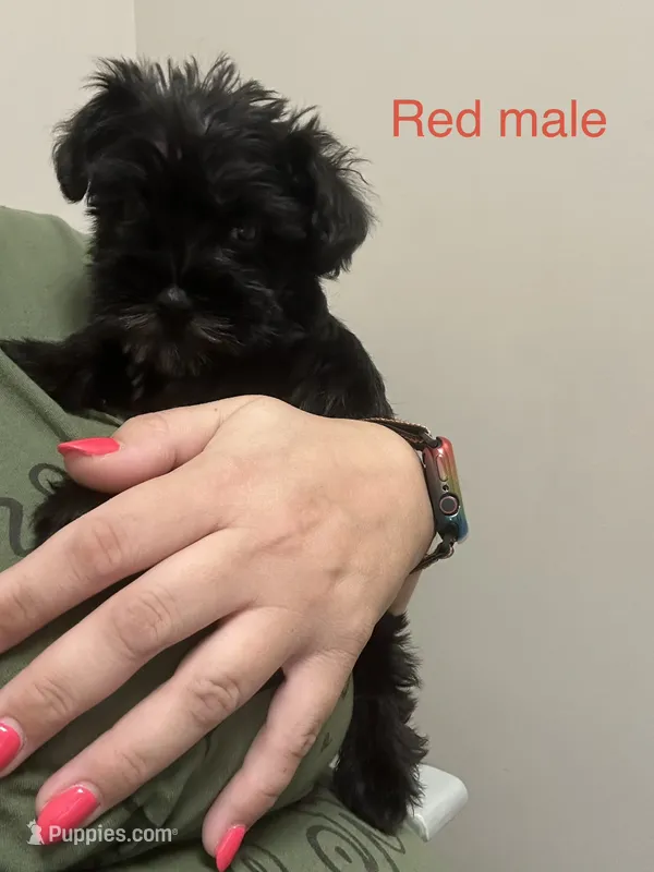 Barrel ( Red collar) – Miniature Schnauzer puppy for sale in Macclesfield, NC