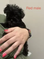 Barrel ( Red collar), a male Miniature Schnauzer for sale in Macclesfield, NC – 1 of 3